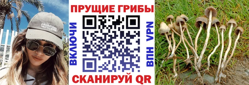 Галлюциногенные грибы MAGIC MUSHROOMS  KRAKEN сайт  Черняховск 